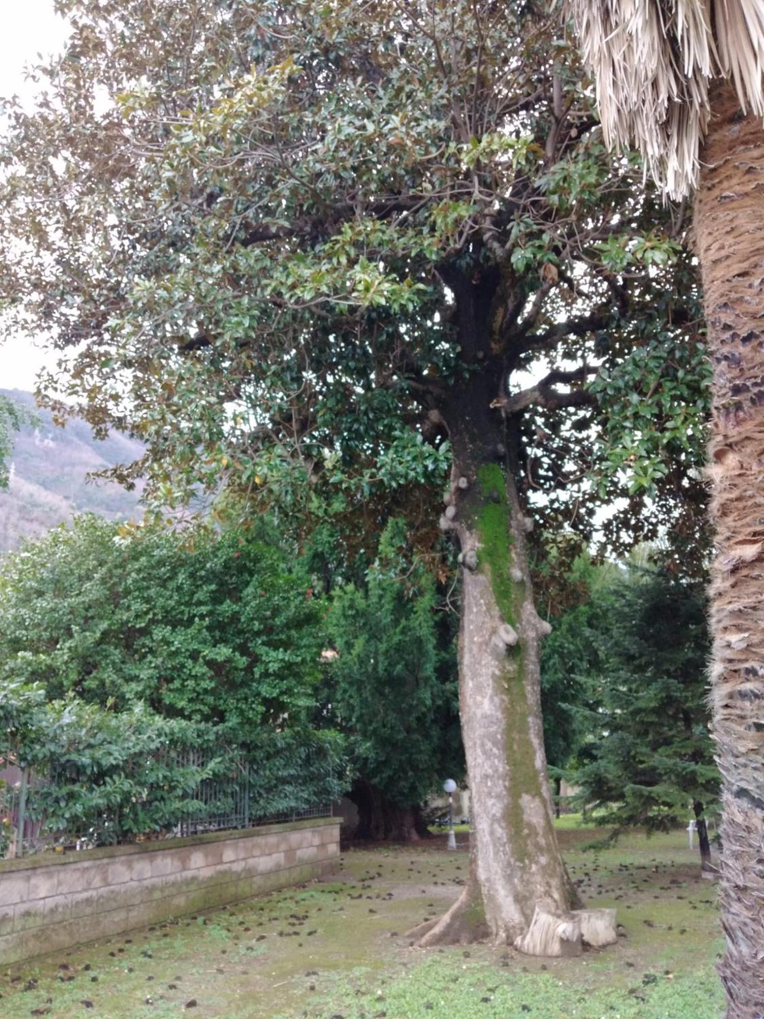 Villa Pellicano -Il Nido Castellammare di Stabia Ngoại thất bức ảnh